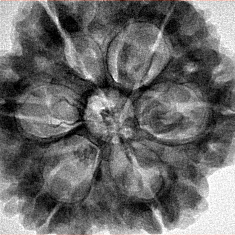 6 Mukhi Rudraksha 30mm 8.07gm - Inverse xray