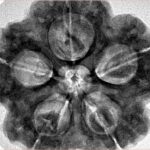 5 Mukhi Rudraksha 30mm 8.99gm - Inverse xray