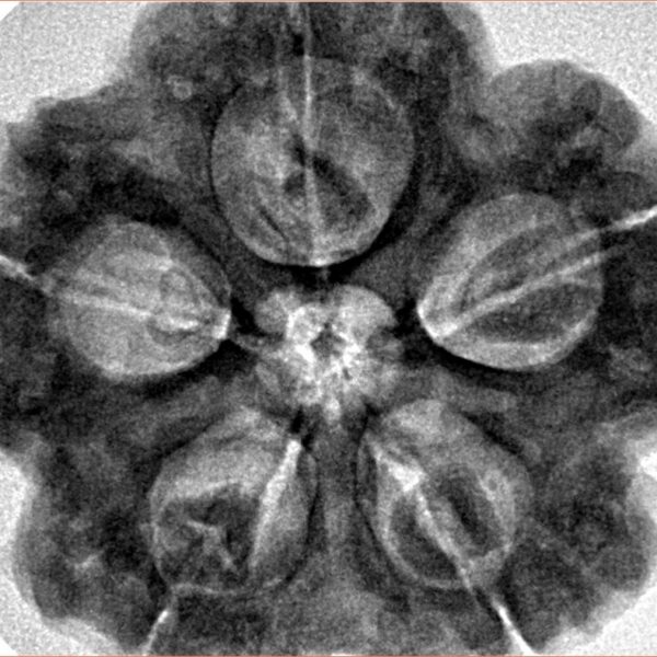 5 Mukhi Rudraksha 30mm 8.99gm - Inverse xray