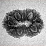 14 Mukhi Rudraksha 23.3mm 2.52gm - Origin: Indonesia - Inverse xray