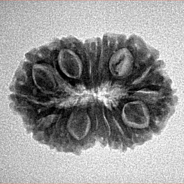 14 Mukhi Rudraksha 23.3mm 2.52gm - Origin: Indonesia - Inverse xray