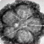 5 Mukhi Rudraksha 30.4mm 7.36gm - Inverse xray