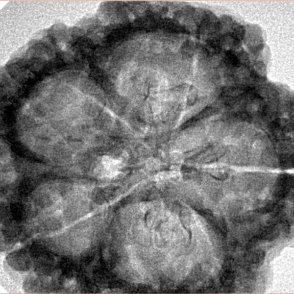 5 Mukhi Rudraksha 30.4mm 7.36gm - Inverse xray
