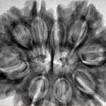 9 MK Gaurishankar 33.8mm 7.16gm - Inverse xray