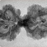 8 Mukhi Mini Trijuti 34.1mm 2.28gm - Inverse xray