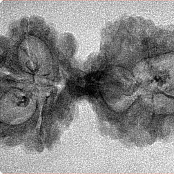 8 Mukhi Mini Trijuti 34.1mm 2.28gm - Inverse xray