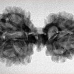 11 Mukhi Mini Trijuti 33mm 4.92gm - Inverse xray