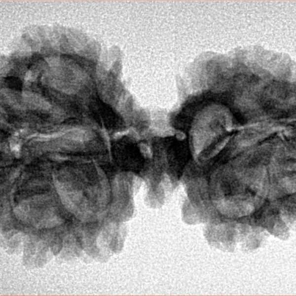 11 Mukhi Mini Trijuti 33mm 4.92gm - Inverse xray