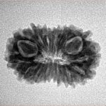 14 Mukhi Rudraksha 23.2mm 2.29gm - Inverse xray