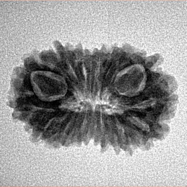 14 Mukhi Rudraksha 23.2mm 2.29gm - Inverse xray