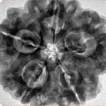 5 Mukhi Rudraksha 29.4mm 8gm - Inverse xray