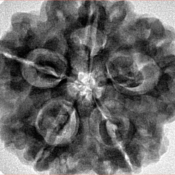 5 Mukhi Rudraksha 29.4mm 8gm - Inverse xray