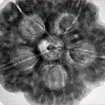 5 Mukhi Rudraksha 29.5mm 9.31gm - Inverse xray