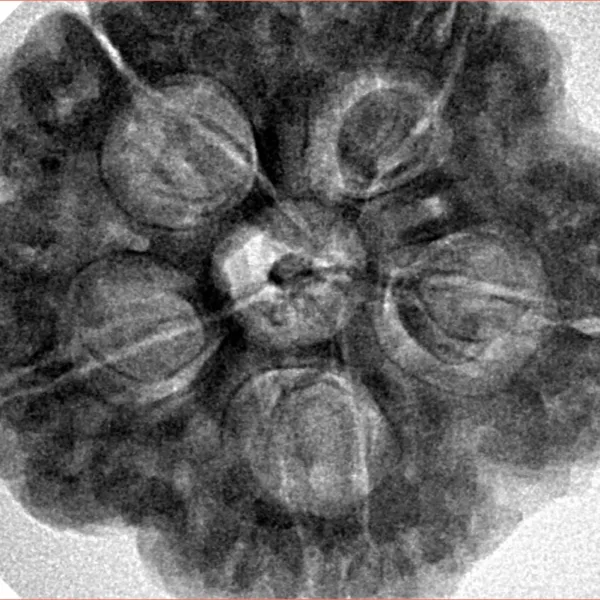 5 Mukhi Rudraksha 29.5mm 9.31gm - Inverse xray