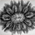 11 Mukhi Rudraksha 30mm 5.54gm - Inverse xray