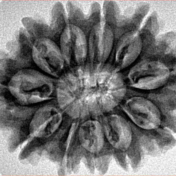 11 Mukhi Rudraksha 30mm 5.54gm - Inverse xray