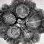 5 Mukhi Rudraksha 29.7mm 8gm - Inverse xray
