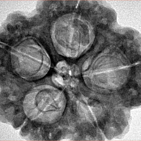 5 Mukhi Rudraksha 29.7mm 8gm - Inverse xray