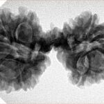 12 Mukhi Mini Trijuti 36.5mm 6.34gm - Inverse xray
