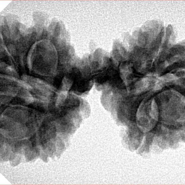 12 Mukhi Mini Trijuti 36.5mm 6.34gm - Inverse xray