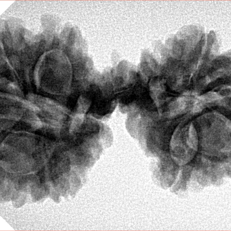 12 Mukhi Mini Trijuti 36.5mm 6.34gm - Inverse xray