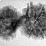 11 Mukhi Mini Trijuti 35mm 5.63gm - Inverse xray