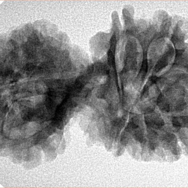 11 Mukhi Mini Trijuti 35mm 5.63gm - Inverse xray