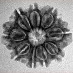 9 Mukhi Rudraksha 23.7mm 3.34gm - Inverse xray