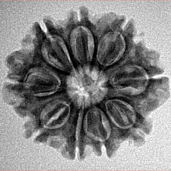 9 Mukhi Rudraksha 23.7mm 3.34gm - Inverse xray
