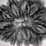 12 Mukhi Rudraksha 35mm 7.55gm - Inverse xray