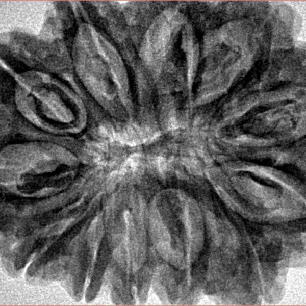 12 Mukhi Rudraksha 35mm 7.55gm - Inverse xray