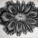 11 Mukhi Rudraksha 30.4mm 6.19gm - Inverse xray