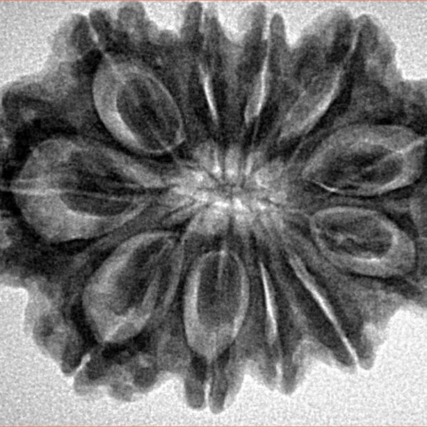 11 Mukhi Rudraksha 30.4mm 6.19gm - Inverse xray