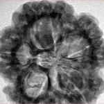 5 Mukhi Rudraksha 29.7mm 8.77gm - Inverse xray