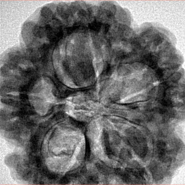 5 Mukhi Rudraksha 29.7mm 8.77gm - Inverse xray