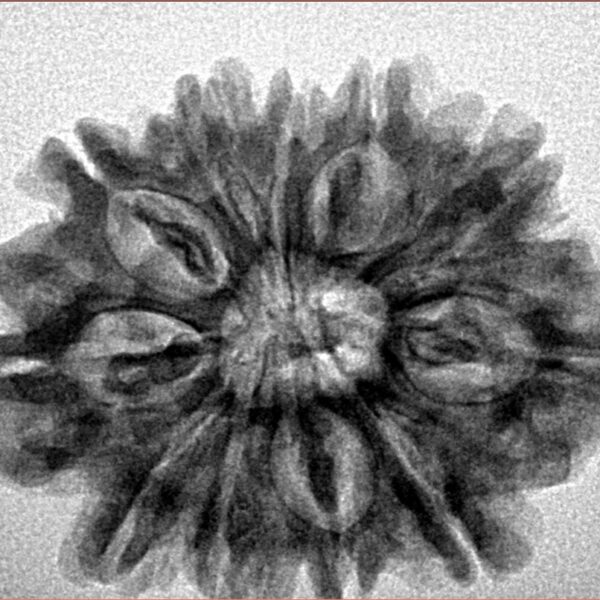 11 Mukhi Rudraksha 28.4mm 4.78gm - Inverse xray