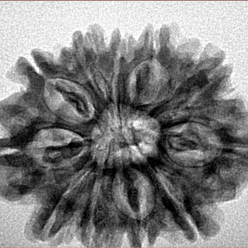 11 Mukhi Rudraksha 28.4mm 4.78gm - Inverse xray