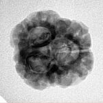 3 Mukhi Rudraksha 25.7mm 3.13gm - Inverse xray