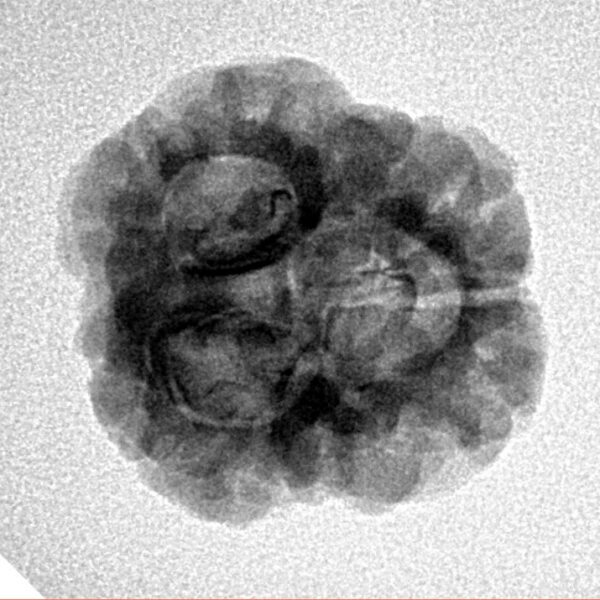 3 Mukhi Rudraksha 25.7mm 3.13gm - Inverse xray