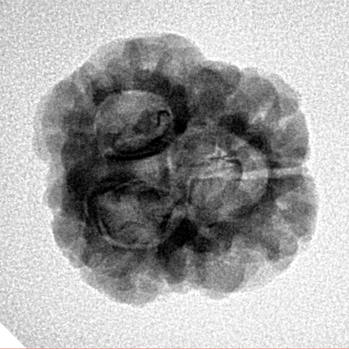 3 Mukhi Rudraksha 25.7mm 3.13gm - Inverse xray