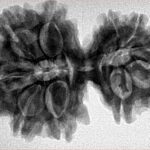 10 Mk Gaurishankar 34.4mm 6.67gm - Inverse xray