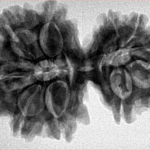 10 Mk Gaurishankar 34.4mm 6.67gm - Inverse xray