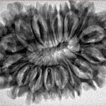 16 Mukhi Rudraksha 33.2mm 5.29gm - Inverse xray