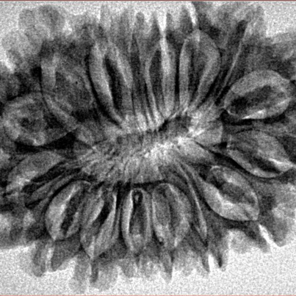 16 Mukhi Rudraksha 33.2mm 5.29gm - Inverse xray