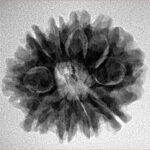 10 Mukhi Rudraksha 24.8mm 4gm - Origin: Nepal - Inverse xray