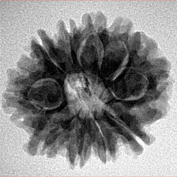 10 Mukhi Rudraksha 24.8mm 4gm - Origin: Nepal - Inverse xray