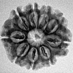9 Mukhi Rudraksha 22.3mm 2.8gm - Inverse xray