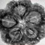 5 Mukhi Rudraksha 30mm 8.14gm - Inverse xray