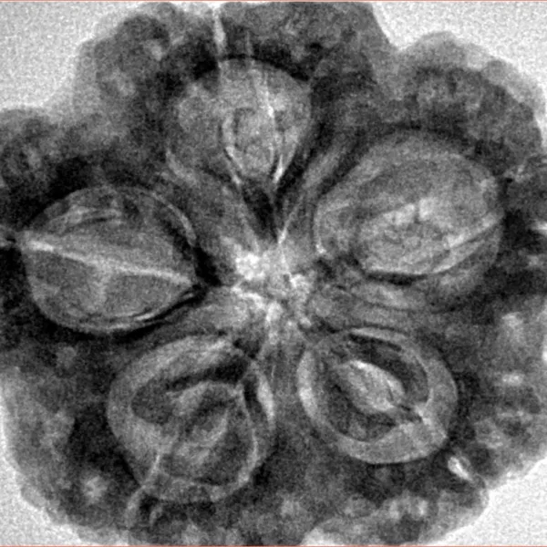 5 Mukhi Rudraksha 30mm 8.14gm - Inverse xray