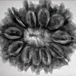 11 Mukhi Rudraksha 28.9mm 5.31gm - Inverse xray